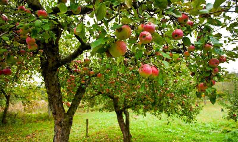 Cara Menanam Apel di Daerah Panas