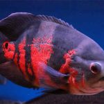 Apakah Ikan Oscar Bisa Hidup Tanpa Aerator
