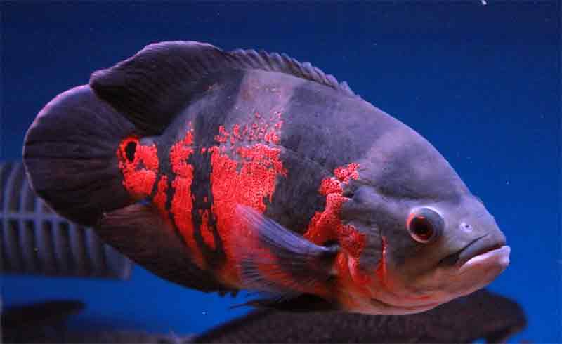 Apakah Ikan Oscar Bisa Hidup Tanpa Aerator
