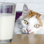 Apakah Manusia Boleh Minum Susu Kucing