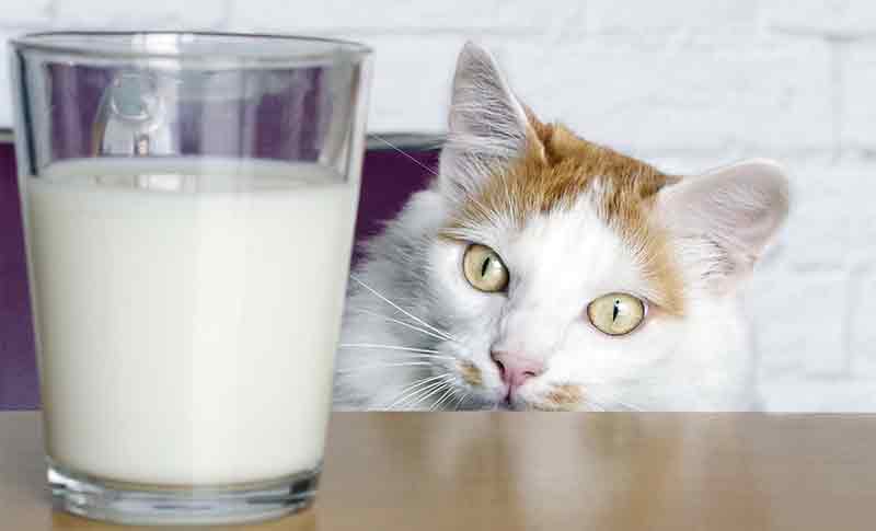 Apakah Manusia Boleh Minum Susu Kucing