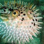 apakah ikan buntal beracun