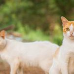 manfaat kucing bagi lingkungan