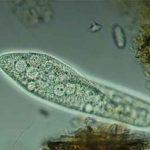 mengapa hewan paramecium termasuk makhluk hidup