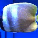 cara mengobati whitespot pada ikan laut