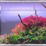 cara menanam rotala aquascape