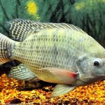 mimpi mancing ikan mujair