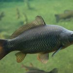 umpan ikan mas musim hujan