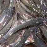 cara menghilangkan amoniak pada kolam lele